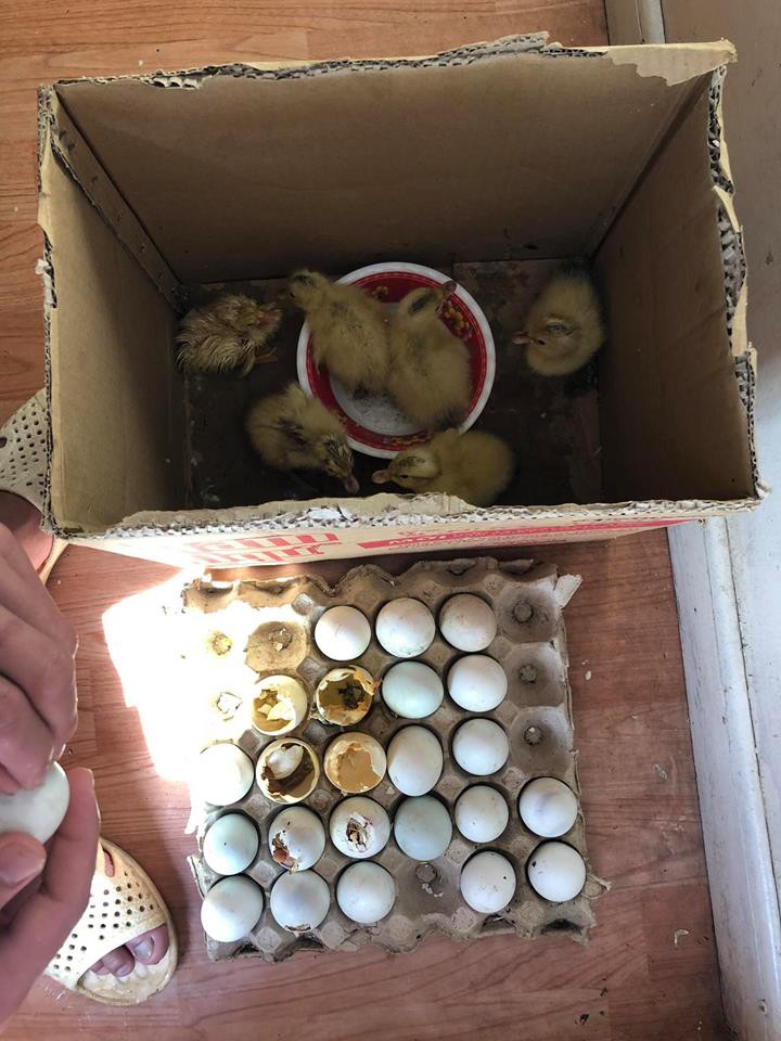 Mua trứng vịt lộn về dự trữ, anh chàng bộ đội hải quân tự dưng có thêm 6 đồng đội nhí làm bạn những ngày ở đảo