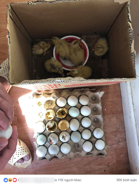 Mua trứng vịt lộn về dự trữ, anh chàng bộ đội hải quân tự dưng có thêm 6 đồng đội nhí làm bạn những ngày ở đảo