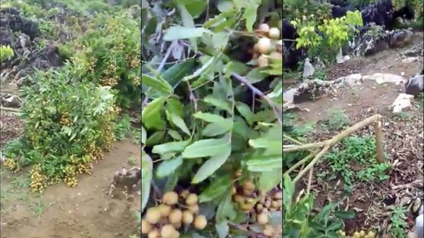 Sơn La: Người dân bức xúc vì kẻ xấu chặt hàng loạt gốc nhãn đang chuẩn bị thu hoạch