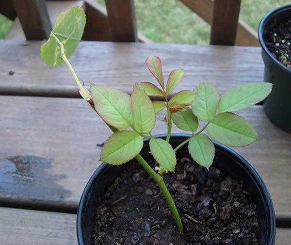 Mách cách trồng hoa hồng bằng cành nhanh, gọn mà cây vẫn khỏe, nở hoa to