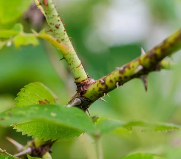 Mách cách trồng hoa hồng bằng cành nhanh, gọn mà cây vẫn khỏe, nở hoa to