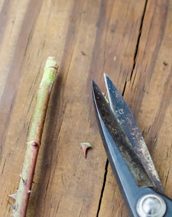 Mách cách trồng hoa hồng bằng cành nhanh, gọn mà cây vẫn khỏe, nở hoa to