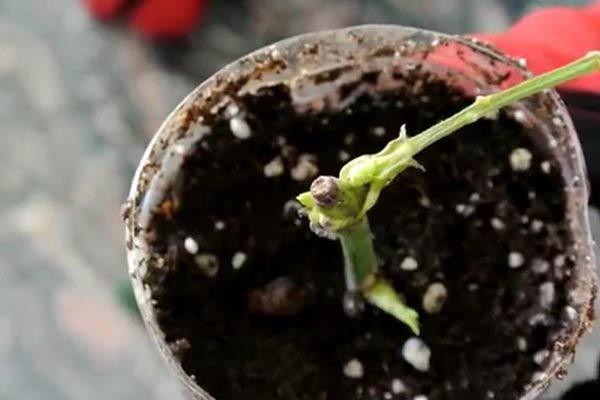 Mách cách trồng hoa hồng bằng cành nhanh, gọn mà cây vẫn khỏe, nở hoa to