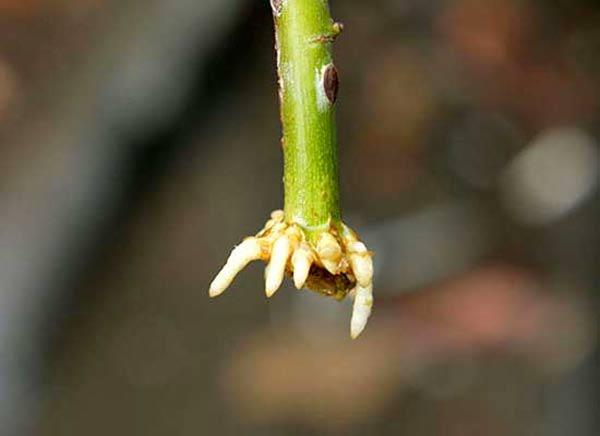 Mách cách trồng hoa hồng bằng cành nhanh, gọn mà cây vẫn khỏe, nở hoa to