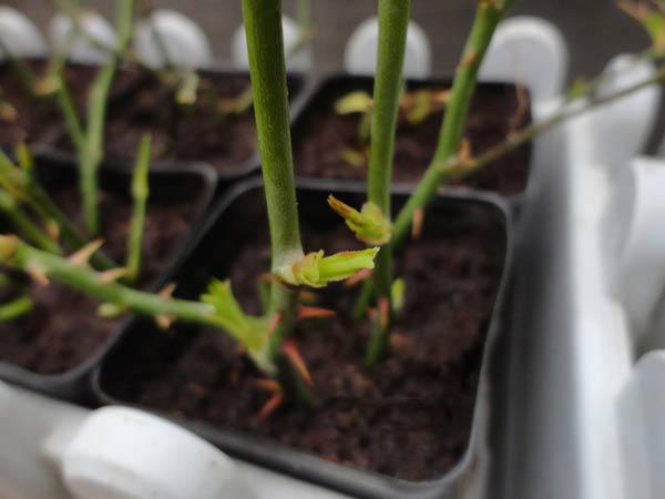 Mách cách trồng hoa hồng bằng cành nhanh, gọn mà cây vẫn khỏe, nở hoa to