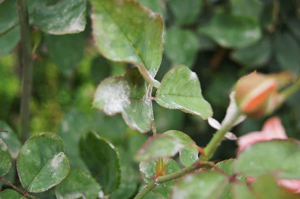 Mách cách trồng hoa hồng bằng cành nhanh, gọn mà cây vẫn khỏe, nở hoa to