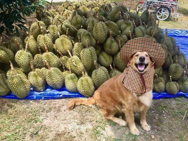 Chú chó nhỏ đội mũ chống nắng, hớn hở ngồi bán sầu riêng khiến dân mạng thích thú