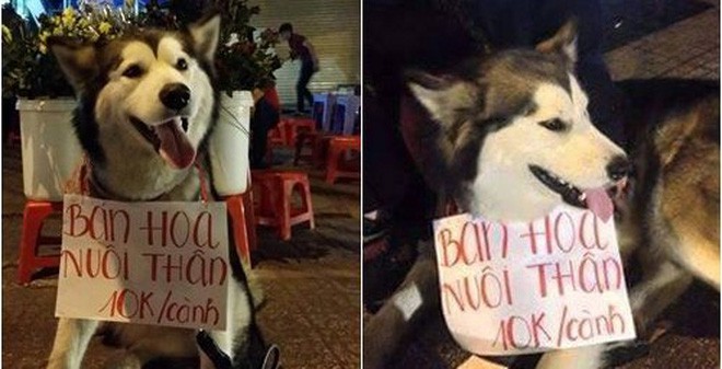 Chú chó nhỏ đội mũ chống nắng, hớn hở ngồi bán sầu riêng khiến dân mạng thích thú