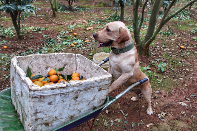 Chú chó nhỏ đội mũ chống nắng, hớn hở ngồi bán sầu riêng khiến dân mạng thích thú