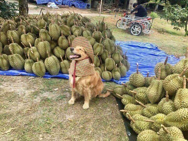 Chú chó nhỏ đội mũ chống nắng, hớn hở ngồi bán sầu riêng khiến dân mạng thích thú