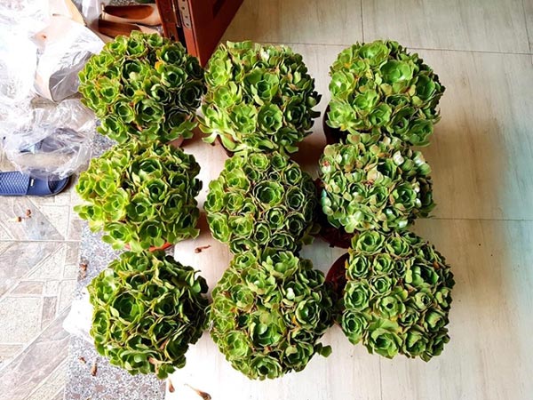 Đẹp độc đáo sen đá hoa hồng xanh - thú chơi mới của người Việt