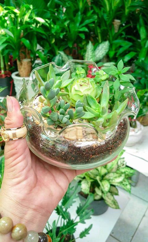 Đẹp độc đáo sen đá hoa hồng xanh - thú chơi mới của người Việt