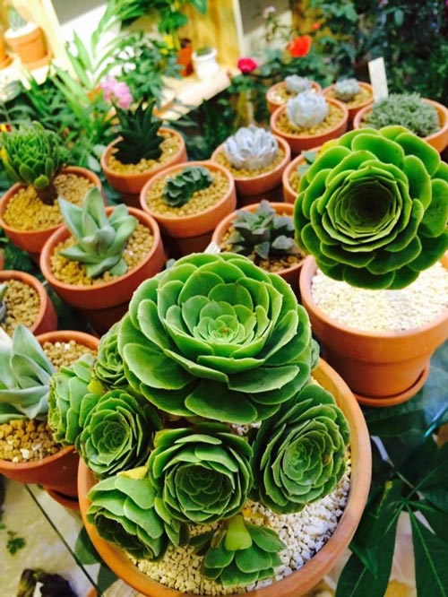 Đẹp độc đáo sen đá hoa hồng xanh - thú chơi mới của người Việt