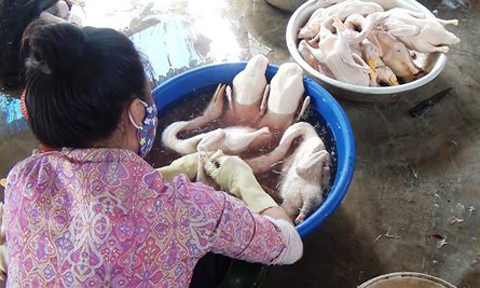 Giết mổ tẩy trắng, nhổ lông vịt bằng nhựa thông và hàn the