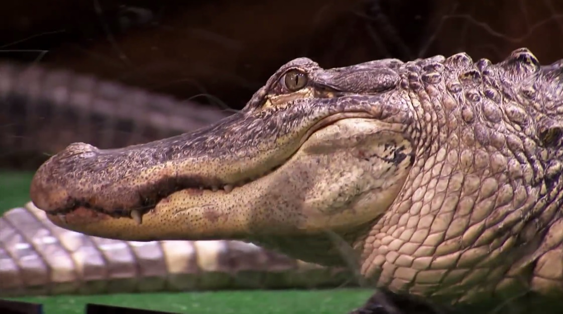 Americas Got Talent 2018: Thí sinh khiến Simon Cowell suýt phải chịu trách nhiệm vì chơi với cá sấu