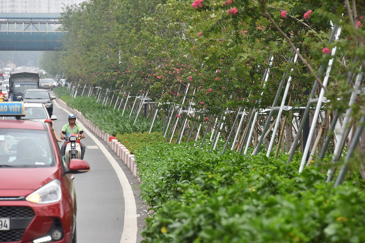 Nhiều cây phong trên phố Hà Nội chuyển sắc đỏ