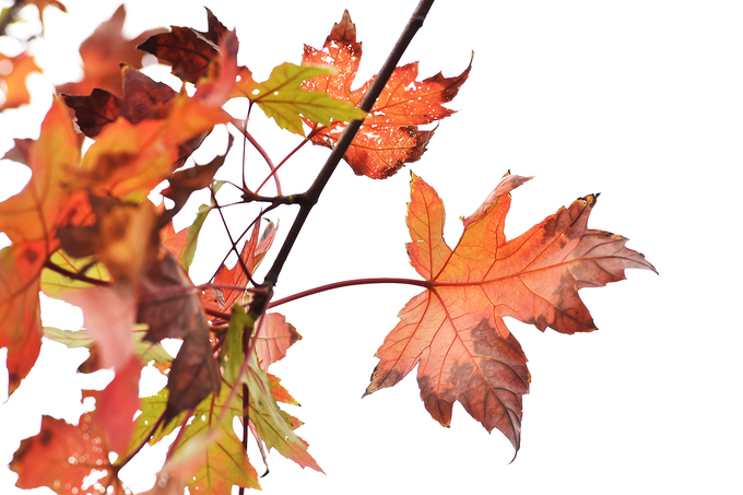 Nhiều cây phong trên phố Hà Nội chuyển sắc đỏ