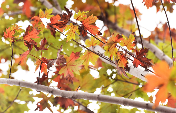 Nhiều cây phong trên phố Hà Nội chuyển sắc đỏ