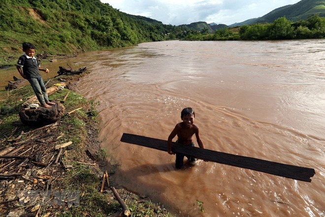 Hình ảnh trẻ em Điện Biên liều mình vớt củi giữa dòng nước lũ