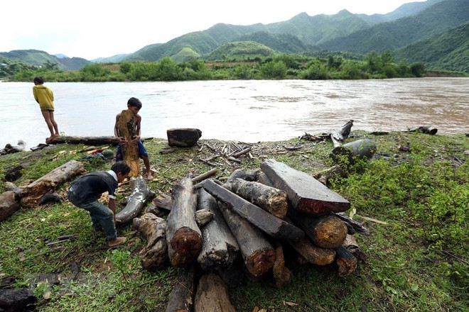 Hình ảnh trẻ em Điện Biên liều mình vớt củi giữa dòng nước lũ