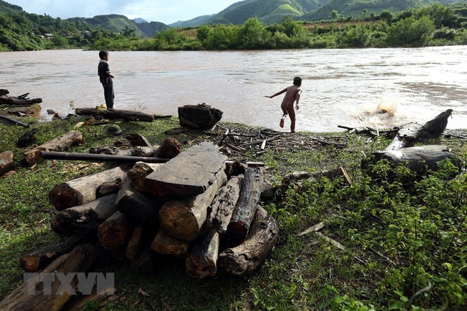 Hình ảnh trẻ em Điện Biên liều mình vớt củi giữa dòng nước lũ