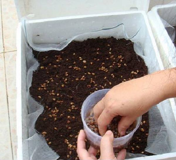 Cách làm giá đỗ bằng thùng xốp chỉ 3 ngày sau là có giá sạch ăn đã đời