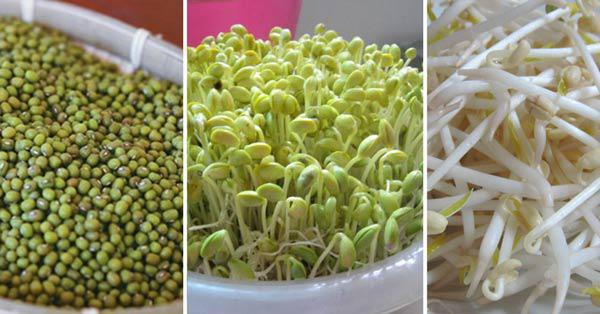 Cách làm giá đỗ bằng thùng xốp chỉ 3 ngày sau là có giá sạch ăn đã đời