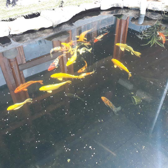 Tận mắt ngắm đàn cá Koi bạc tỷ độc nhất Sơn La của đại gia phố núi