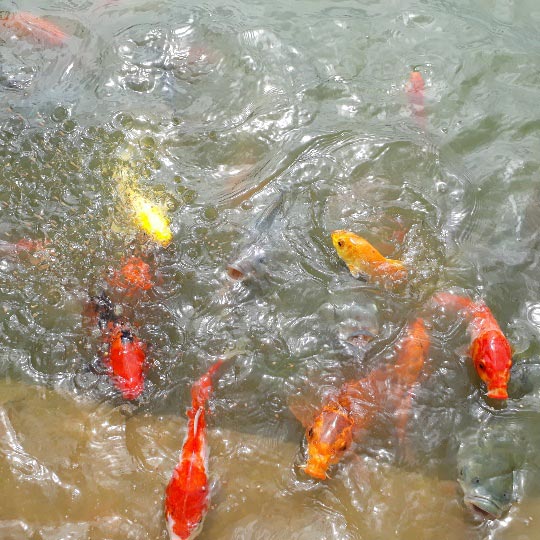 Tận mắt ngắm đàn cá Koi bạc tỷ độc nhất Sơn La của đại gia phố núi