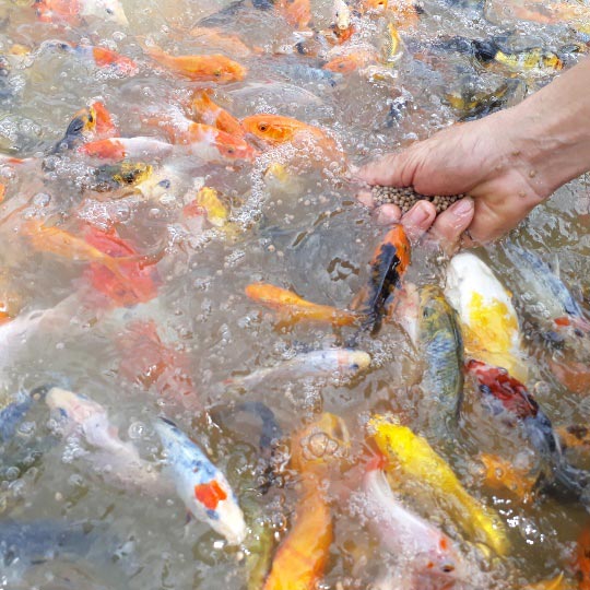 Tận mắt ngắm đàn cá Koi bạc tỷ độc nhất Sơn La của đại gia phố núi