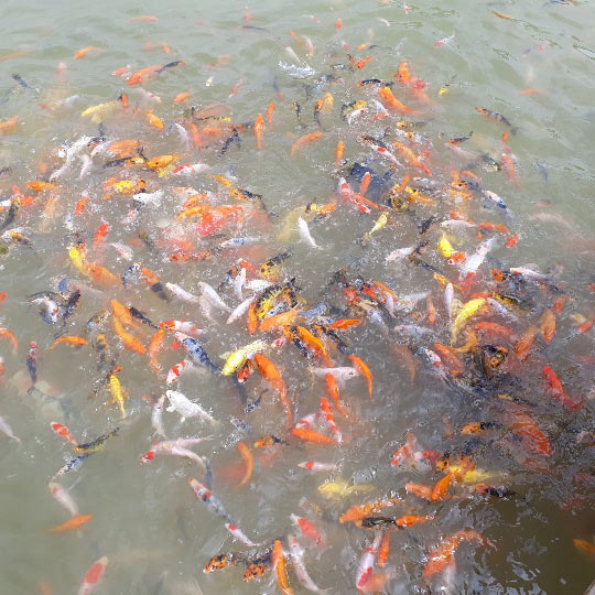 Tận mắt ngắm đàn cá Koi bạc tỷ độc nhất Sơn La của đại gia phố núi