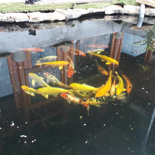 Tận mắt ngắm đàn cá Koi bạc tỷ độc nhất Sơn La của đại gia phố núi