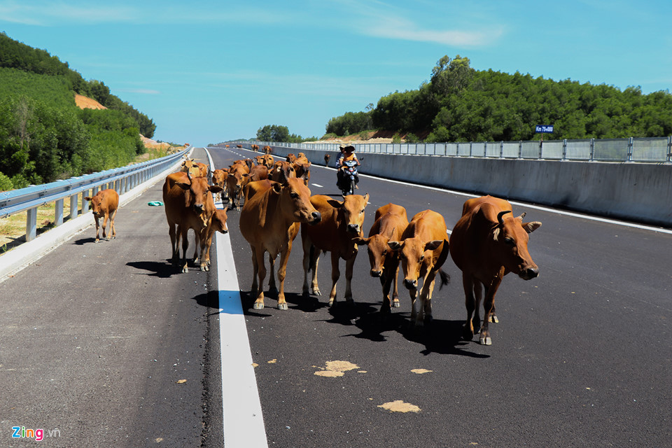 Bò tung tăng trên cao tốc được xây dựng với tốc độ rùa
