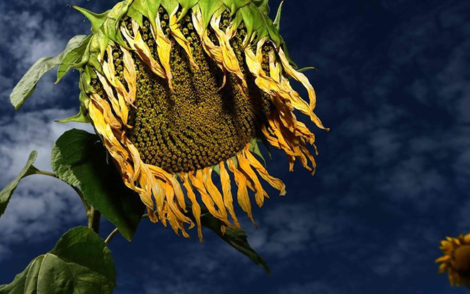 Trăm phương ngàn kế chống chọi nắng nóng kỷ lục trên khắp thế giới