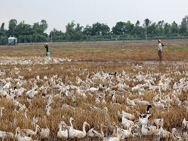 Hy hữu nướng thịt vịt ăn trưa làm cháy rụi 25 công lúa