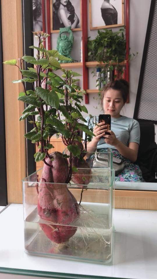 Đam mê bonsai nhưng kinh tế eo hẹp, cô nàng trồng củ khoai lang và đem lại kết quả bất ngờ