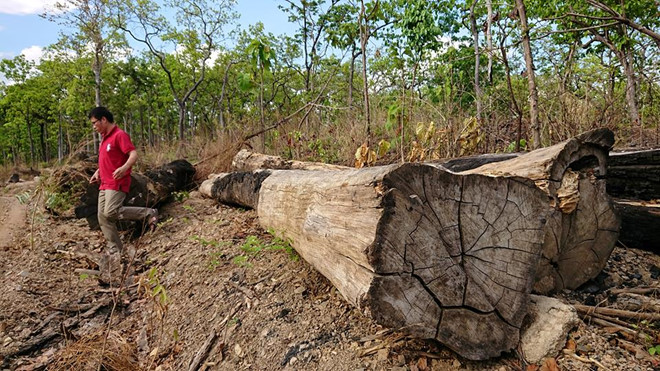 Để lâm tặc chuyển gỗ lậu qua biên giới, nhiều cán bộ bị kỷ luật