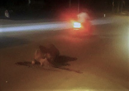 Ôtô tông chết bò, chủ vật nuôi không dám nhận vì sợ bị phạt