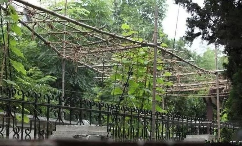 Hình ảnh khu siêu biệt thự cao cấp trị giá hơn 350 tỷ đồng bị Lý Liên Kiệt bỏ hoang