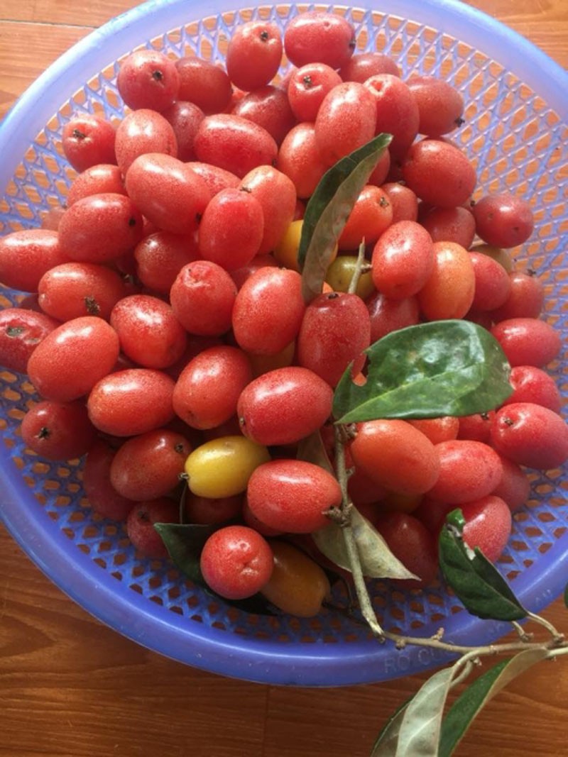 Có người khoe cả đĩa dái mít để nhem nhem dân mạng, hội 8X nhớ quay quắt những món ăn vặt tuổi thơ