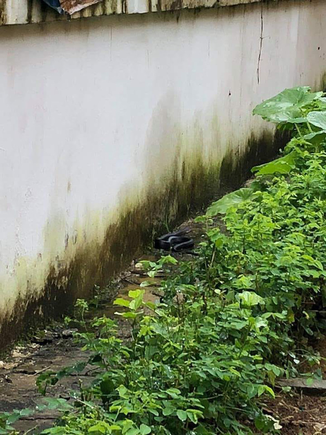 Tay không bắt rắn, cô giáo mầm non khiến dân mạng nể phục