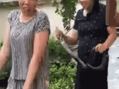 Tay không bắt rắn, cô giáo mầm non khiến dân mạng nể phục