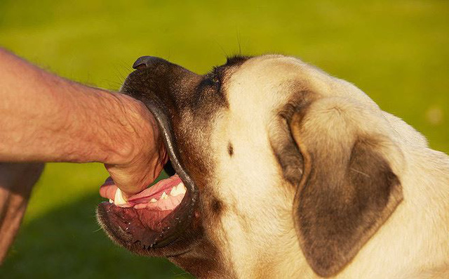 Vài năm sau khi bị chó cắn cũng có thể phát dại