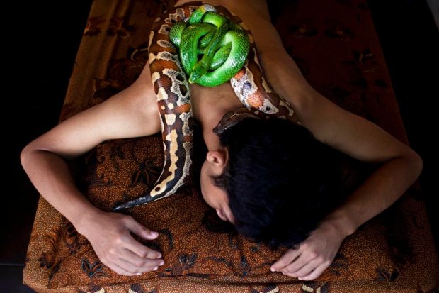 Rắn độc khủng bò quanh cơ thể massage chữa bệnh với 7 triệu đồng/lượt Rắn độc khủng bò quanh cơ thể massage chữa bệnh với 7 triệu đồng/lượt