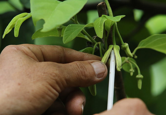 Giống na cho quả khổng lồ ở Lạng Sơn