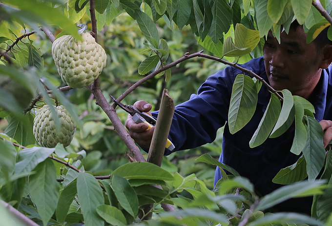 Giống na cho quả khổng lồ ở Lạng Sơn