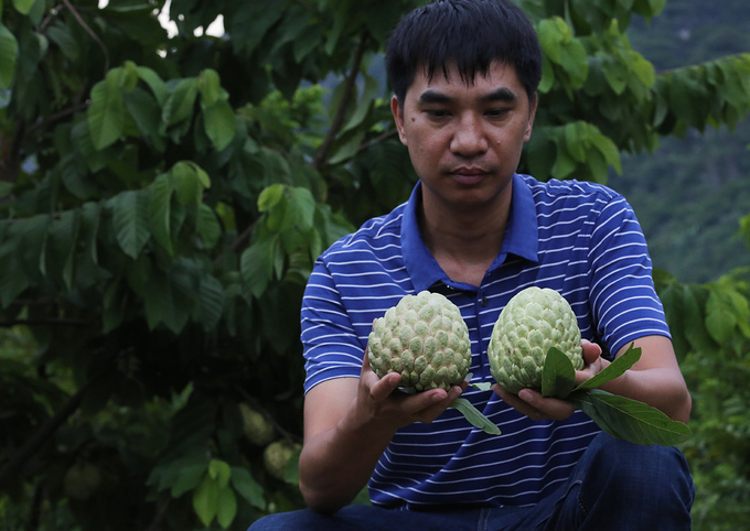Giống na cho quả khổng lồ ở Lạng Sơn
