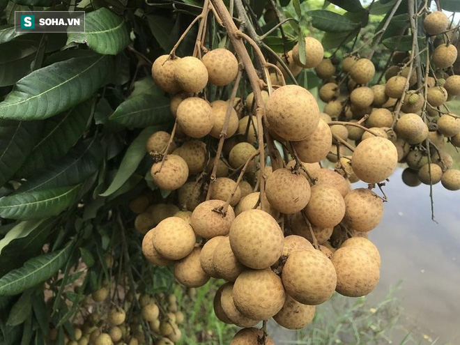 Nhãn là vị thuốc quý, món ăn đặc biệt tốt cho sức khỏe, nhưng có 3 nhóm người không nên ăn