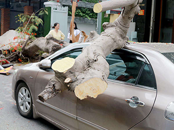 Cây phượng bật gốc, đè ôtô trên phố Nha Trang