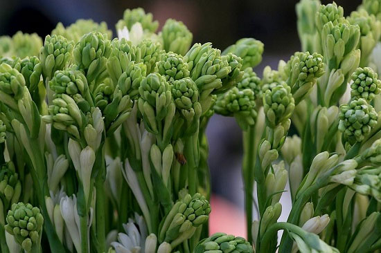 Những loại hoa nên và không nên cắm trên bàn thờ kẻo rước họa vào nhà